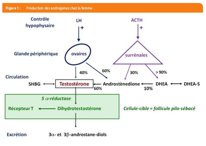 Dermatologie et endocrinologie | Louvain Médical