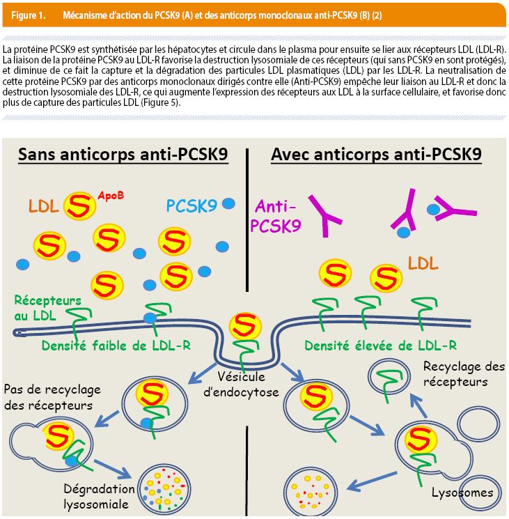 Les inhibiteurs de la PCSK9 dans l'arsenal thérapeutique de la ...